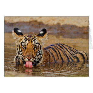 Königlicher Bengal-Tiger-Jungtier, Wasser trinkend