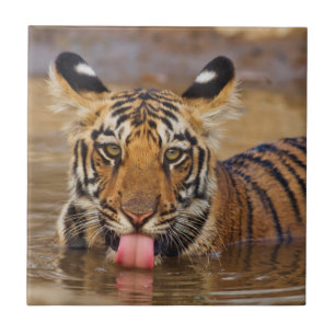 Königlicher Bengal-Tiger-Jungtier, Wasser trinkend Fliese