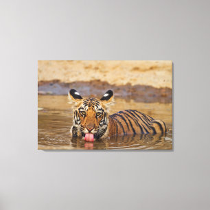 Königlicher Bengal-Tiger-Jungtier, Wasser trinkend Leinwanddruck
