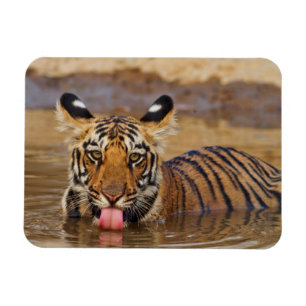 Königlicher Bengal-Tiger-Jungtier, Wasser trinkend Magnet