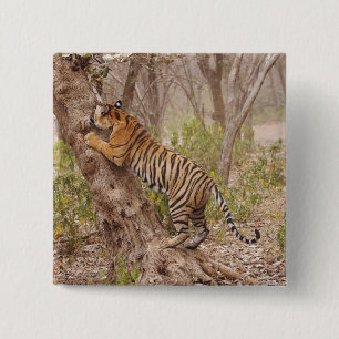 Königlicher Bengal-Tiger klettert auf den Baum, Button