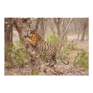 Königlicher Bengal-Tiger klettert auf den Baum, Fotodruck