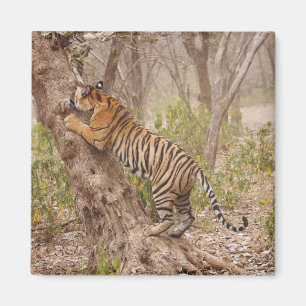 Königlicher Bengal-Tiger klettert auf den Baum, Magnet