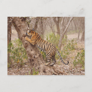 Königlicher Bengal-Tiger klettert auf den Baum, Postkarte