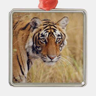 Königlicher Bengal-Tiger Silbernes Ornament