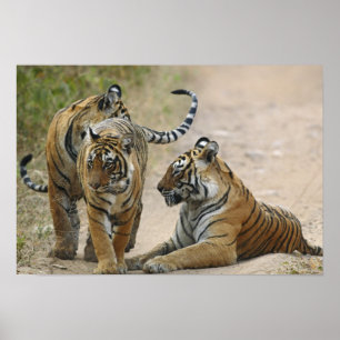 Königlicher Bengal-Tiger und Junge, Ranthambhor Poster