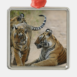 Königlicher Bengal-Tiger und Junge, Ranthambhor Silbernes Ornament