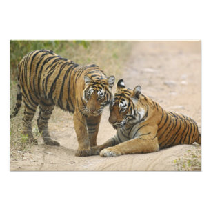 Königlicher Bengal-Tiger und Jungtier - Berührung  Fotodruck