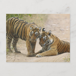 Königlicher Bengal-Tiger und Jungtier - Berührung Postkarte