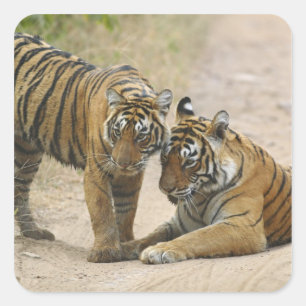 Königlicher Bengal-Tiger und Jungtier - Berührung Quadratischer Aufkleber
