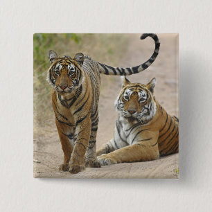 Königlicher Bengal-Tiger und Jungtier, Ranthambhor Button