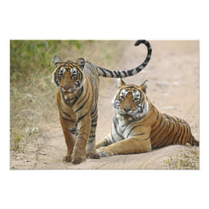 Königlicher Bengal-Tiger und Jungtier, Ranthambhor Fotodruck