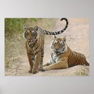 Königlicher Bengal-Tiger und Jungtier, Ranthambhor Poster