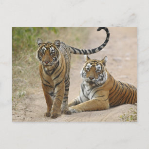 Königlicher Bengal-Tiger und Jungtier, Ranthambhor Postkarte