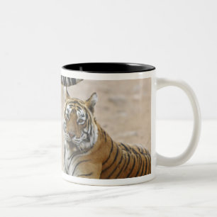 Königlicher Bengal-Tiger und Jungtier, Ranthambhor Zweifarbige Tasse