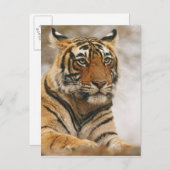 Königlicher bengalischer Tiger auf dem Felsen, Postkarte (Vorne/Hinten)