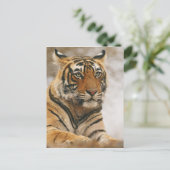 Königlicher bengalischer Tiger auf dem Felsen, Postkarte (Stehend Vorderseite)