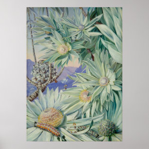 Königlicher Botanischer Garten von Marianne North Poster