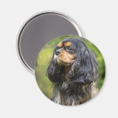 Königlicher Cavalier King Charles Spaniel Magnet (Vorderseite/Rückseite)