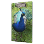Königlicher Pfau-Power Klemmbrett (Links)
