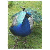 Königlicher Pfau-Power Klemmbrett (Rückseite)