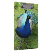 Königlicher Pfau-Power Klemmbrett (Rechts)