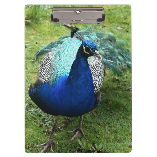 Königlicher Pfau-Power Klemmbrett (Vorderseite)
