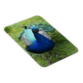 Königlicher Pfau-Power Magnet (Rechte Seite)