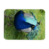 Königlicher Pfau-Power Magnet (Horizontal)