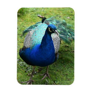 Königlicher Pfau-Power Magnet