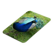 Königlicher Pfau-Power Magnet (Linke Seite)