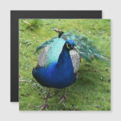Königlicher Pfau Power Magnetkarte (Vorne/Hinten)