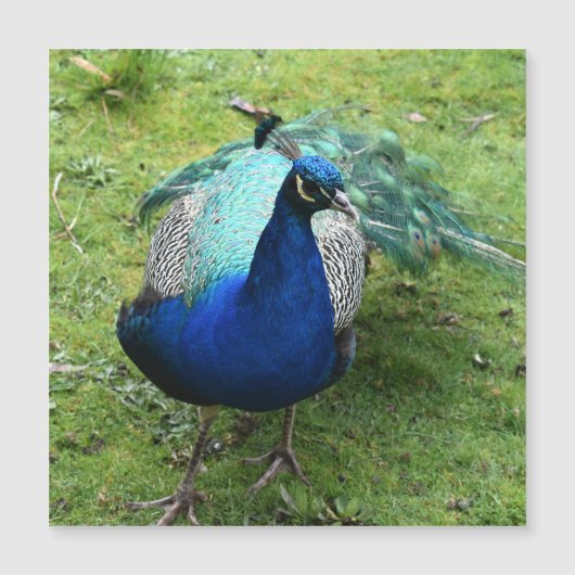Königlicher Pfau Power Magnetkarte (Vorderseite)