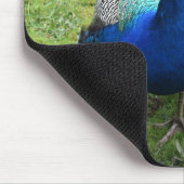 Königlicher Pfau-Power Mousepad (Ecke)