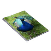Königlicher Pfau-Power Notizblock (Rechte Seite)