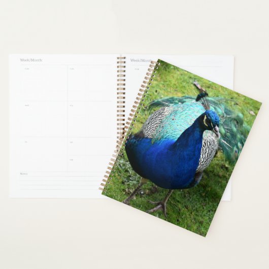 Königlicher Pfau-Power Planer (Anzeige)