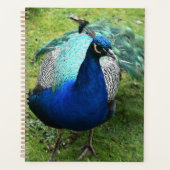 Königlicher Pfau-Power Planer (Vorderseite)