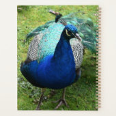 Königlicher Pfau-Power Planer (Rückseite)