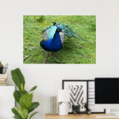 Königlicher Pfau Power Poster (Heimbüro)