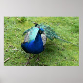 Königlicher Pfau Power Poster (Vorne)