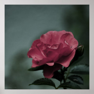 Königlicher Rosa Druck Poster