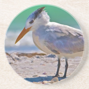 Königlicher Seeschwalben-Vogel-Untersetzer Getränkeuntersetzer