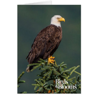Königlicher Weißkopfseeadler