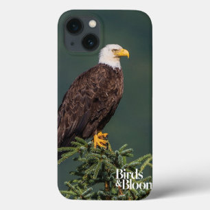 Königlicher Weißkopfseeadler Case-Mate iPhone Hülle