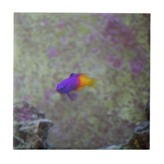 Königliches Gramma Fliese