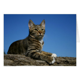 [Königliches Katzen-Porträt] - irgendeine