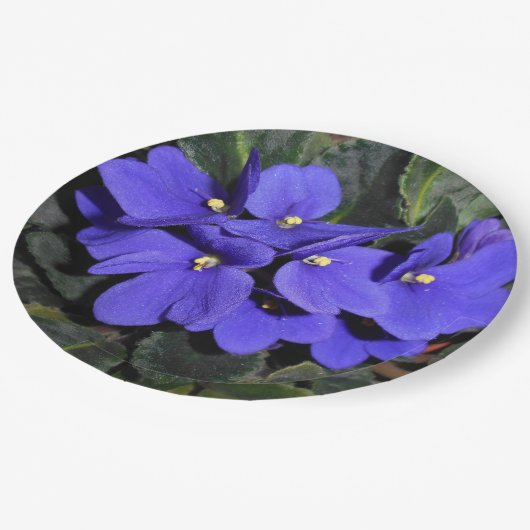 Königsblau-Usambaraveilchen Pappteller (Schrägansicht)