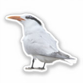 Königseeschwalbe Aufkleber (Vorderseite)