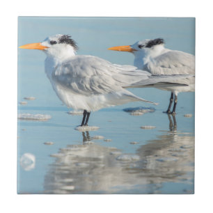 Königseeschwalben am Strand Fliese