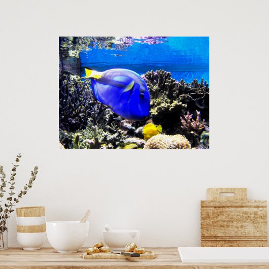 Königsfisch Poster (Küche)